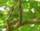 Southern Hawker (Aeshna cyanea) M-Imm