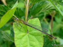 Blue-tailed Damselfly (Ischnura elegans) F 'infuscans'
