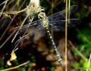Golden-ringed Dragonfly (Cordulegaster boltonii) M, Cordulagastre annele