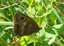 Dryad (Minois dryas) F