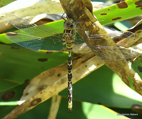 Dusk Hawker (Boyeria irene) M-Imm