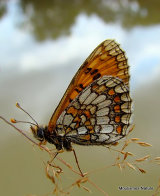 Heath Fritillary (Mellicta athalia)