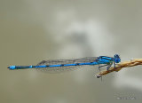 Goblet-marked Damselfly (Erythromma lindenii) M