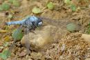 Southern Skimmer (Orthetrum brunneum) M, Orthétrum brun