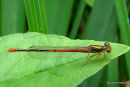 Small Red Damselfly (Ceriagrion tenellum) F