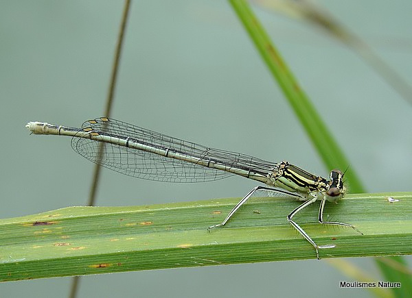 White-legged Damselfly (Platycnemis pennipes) F