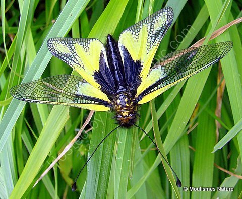Ascalaphid Fly (Libelloides coccajus)