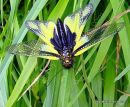 Owlfly sp. Libelloides coccajus