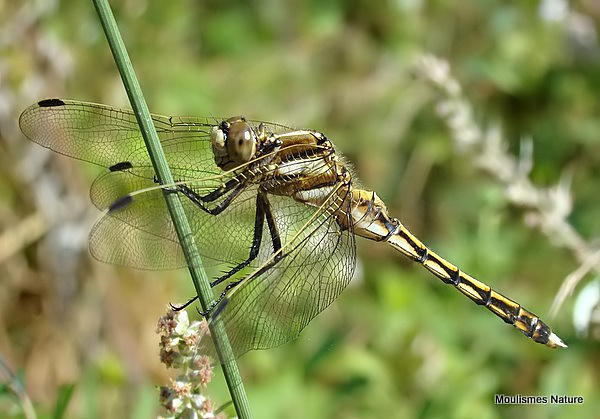 White-tailed Skimmer (Orthetrum albistylum) F