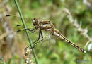 White-tailed Skimmer (Orthetrum albistylum) F