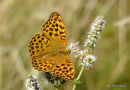 Silver-washed Fritillary (Argynnis paphia) F