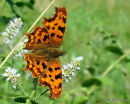 Comma (Polygonia c-album)