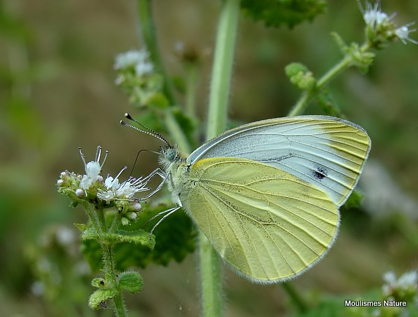 Green-veined White (Pieris napi)