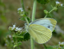 Green-veined White (Pieris napi)