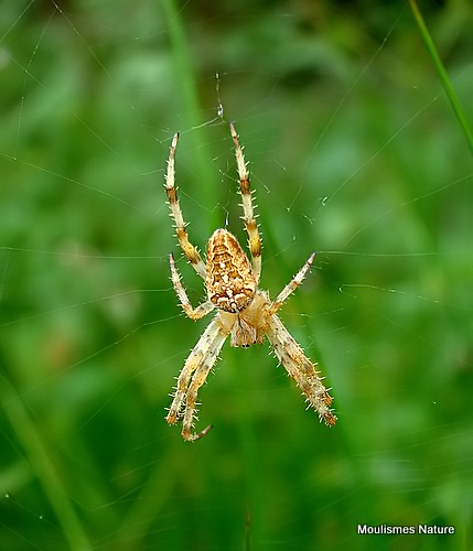 Garden Spider (Araneus diadematus)