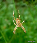 Garden Spider (Araneus diadematus)