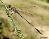 Willow Emerald (Lestes viridis) M, Leste vert