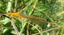 Scarce Blue-tailed Damselfly (Ischnura pumilio) F-Imm 'aurantiaca'