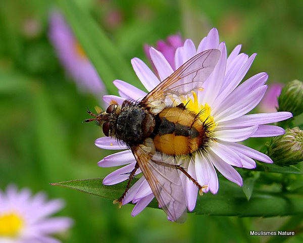 Tachinid fly sp. Tachina fera