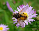 Tachinid fly sp. Tachina fera