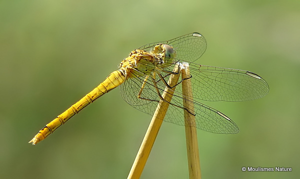 Southern Darter (Sympetrum meridionale) F