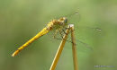 Southern Darter (Sympetrum meridionale) F