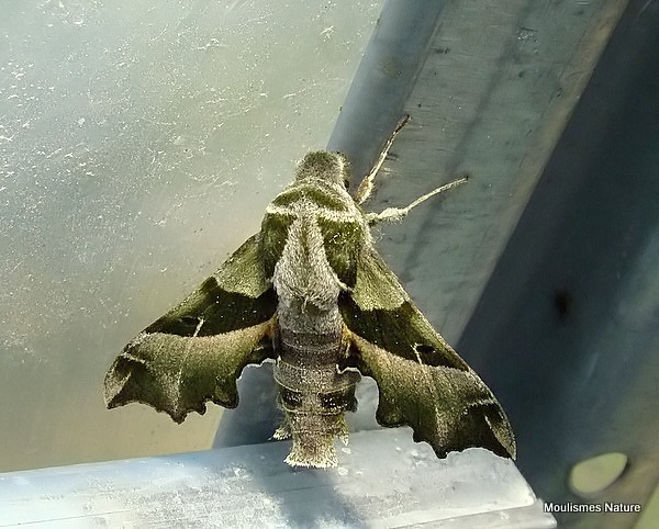 Willowherb Hawkmoth (Proserpinus proserpina)