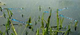 Common Blue Damselflies