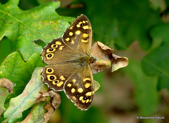 Speckled Wood (Pararge aegeria) ssp. tircis