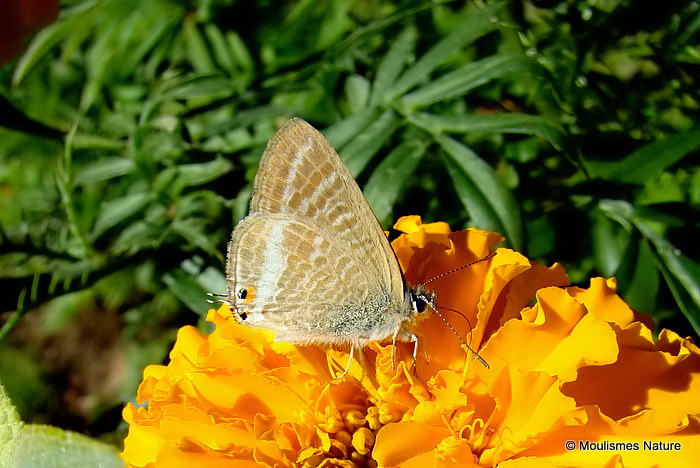Long-tailed Blue (Lampides boeticus) M