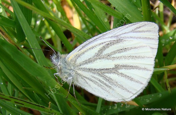 Green-veined White (Pieris napi)