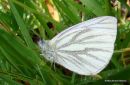 Green-veined White (Pieris napi)