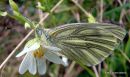 Green-veined White (Pieris napi)