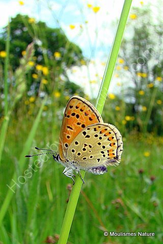 Sooty Copper (Lycaena tityrus) F