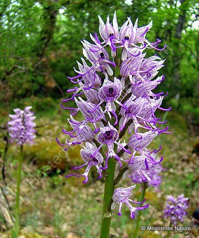 Monkey orchid (Orchis simia), Orchis singe