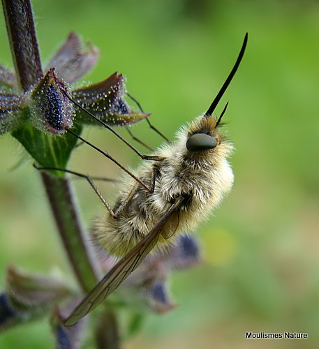 Western Bee-fly (Bombylius canescens)