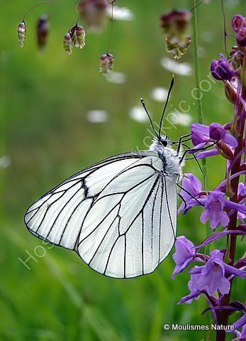 Black-veined White (Aporia crataegi)