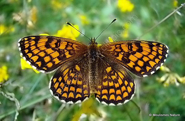 Heath Fritillary (Mellicta athalia)