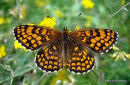 Heath Fritillary (Mellicta athalia)