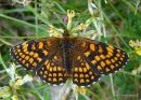 Heath Fritillary (Mellicta athalia)