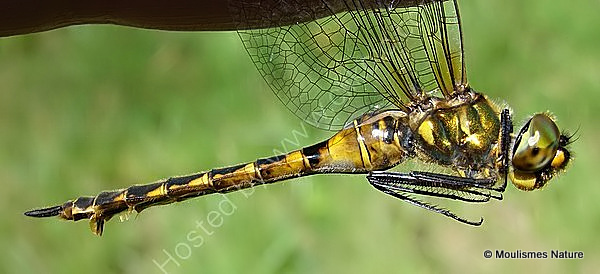 Yellow-spotted Emerald (Somatochlora flavomaculata) F