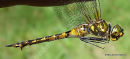 Yellow-spotted Emerald (Somatochlora flavomaculata) F