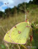 Berger's Clouded Yellow (Colias alfacariensis) M