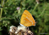Brown Hairstreak (Thecla betulae) F