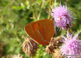 Brown Hairstreak (Thecla betulae) F