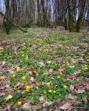 Ranunculus ficaria, Lesser Celandine