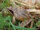 Agile Frog (Rana dalmatina)