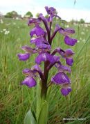 Green-winged Orchid (Orchis morio)