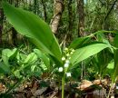 Convallaria majalis, Lily-of-the-valley