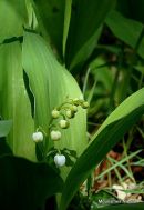 Convallaria majalis, Lily-of-the-valley